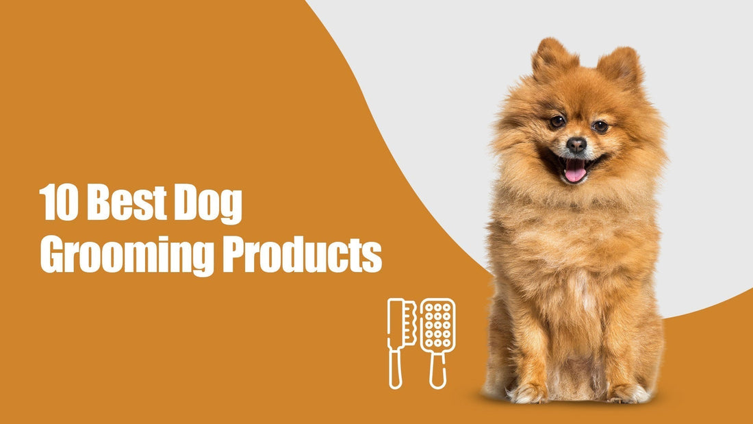 top-dog-grooming-products-for-pet-parents