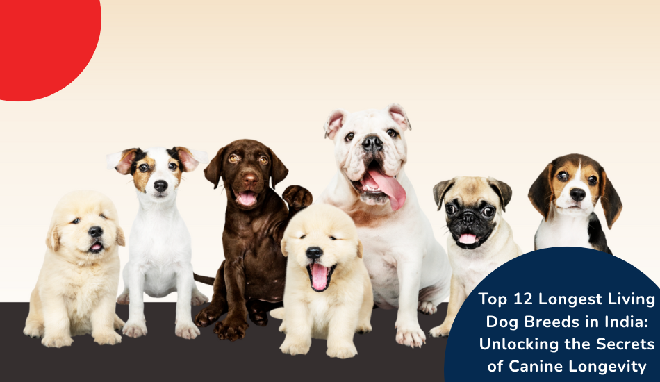 top-12-longest-living-dog-breeds-in-india-unlocking-the-secrets-of-canine-longevity