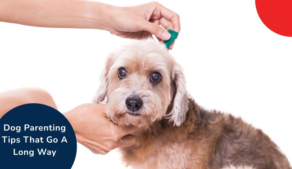 dog-parenting-tips-that-go-a-long-way