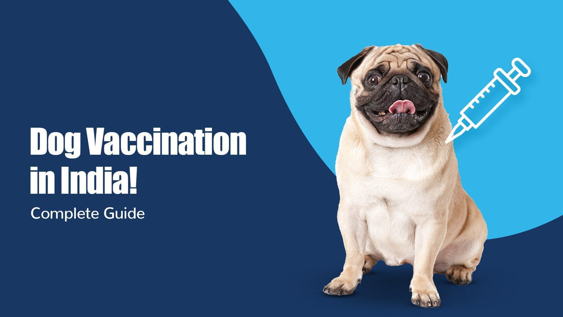 Everything You Need to Know About Dog Vaccination in India - Zigly