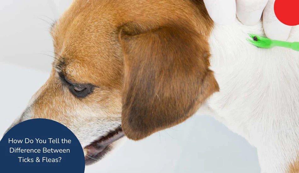 How Do You Tell the Difference Between Ticks & Fleas? - Zigly