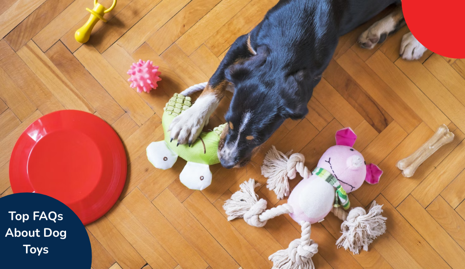 most-frequently-asked-questions-answered-on-dog-toys