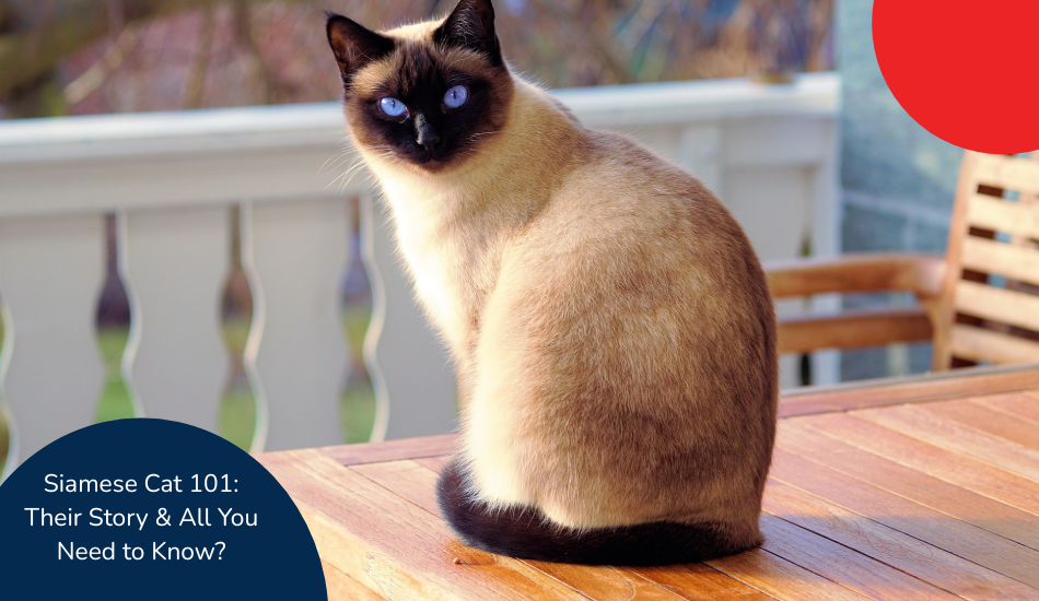Siamese Cat 101: Their Story & All You Need to Know? - Zigly