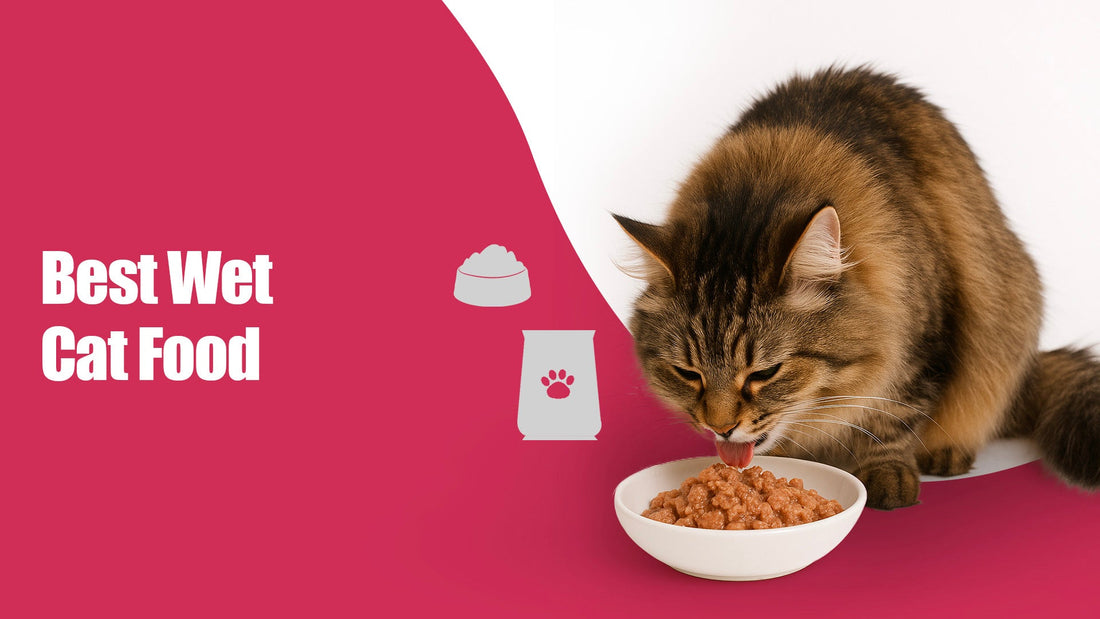 Best Wet Food for Cats: A Complete Guide to Keeping Your Feline Healthy and Hydrated
