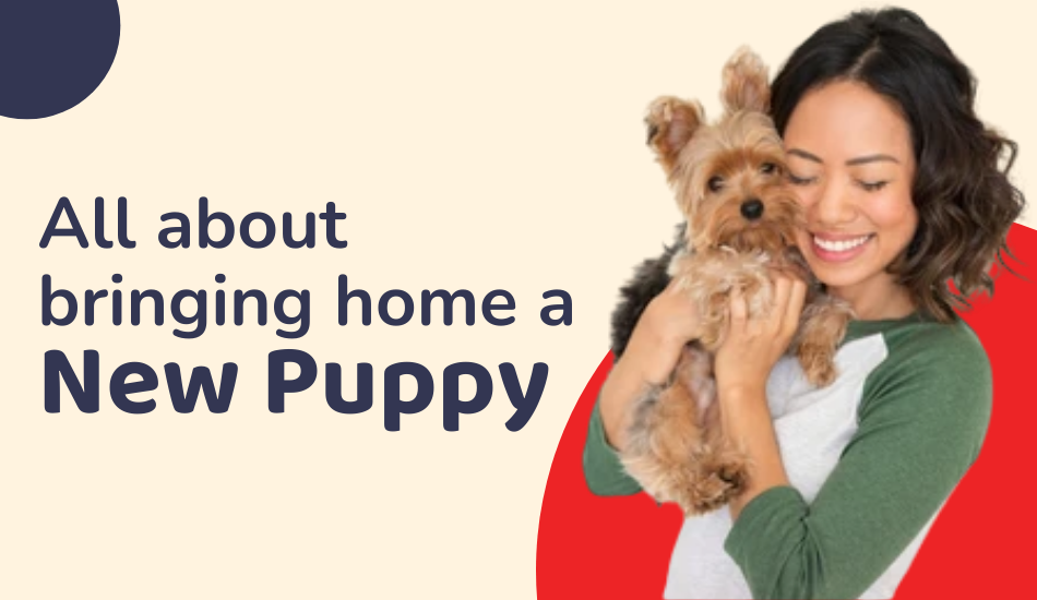 bringing-home-a-new-puppy-here-is-what-you-should-ask-yourself