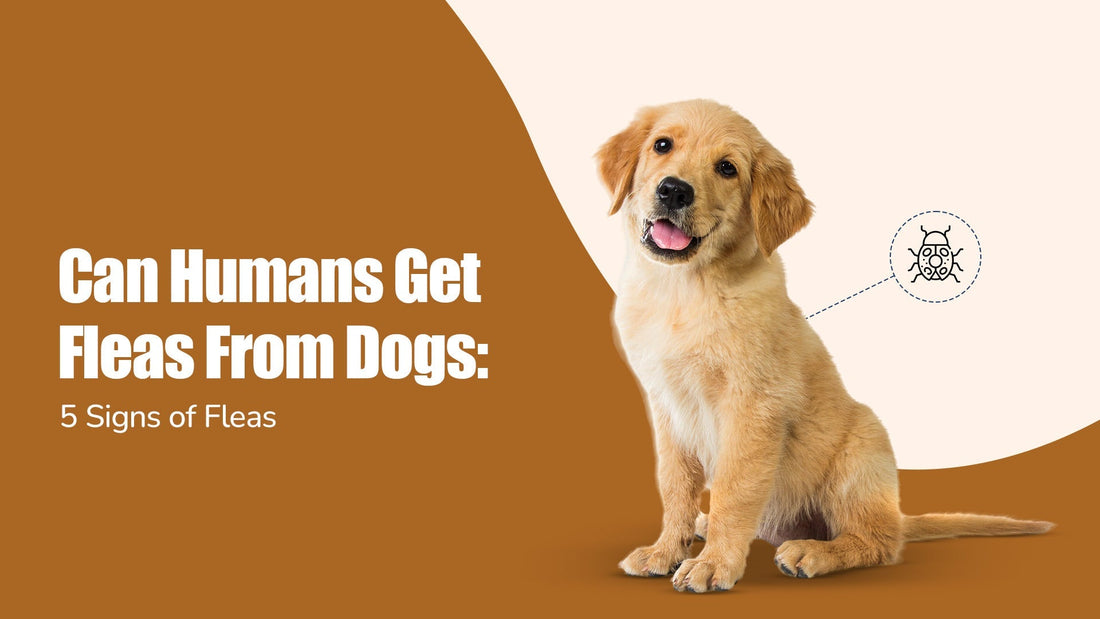 can-humans-get-fleas-from-dogs