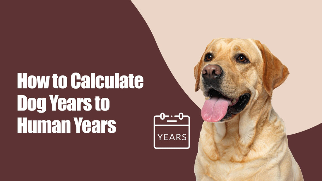 How to Calculate Dog Years to Human Years - Zigly