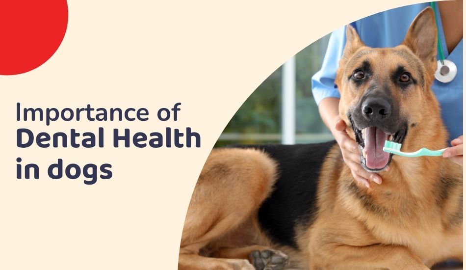 importance-of-dental-health-in-pets