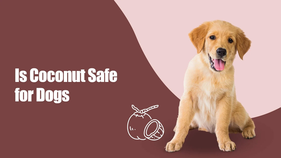 is-coconut-safe-for-dogs