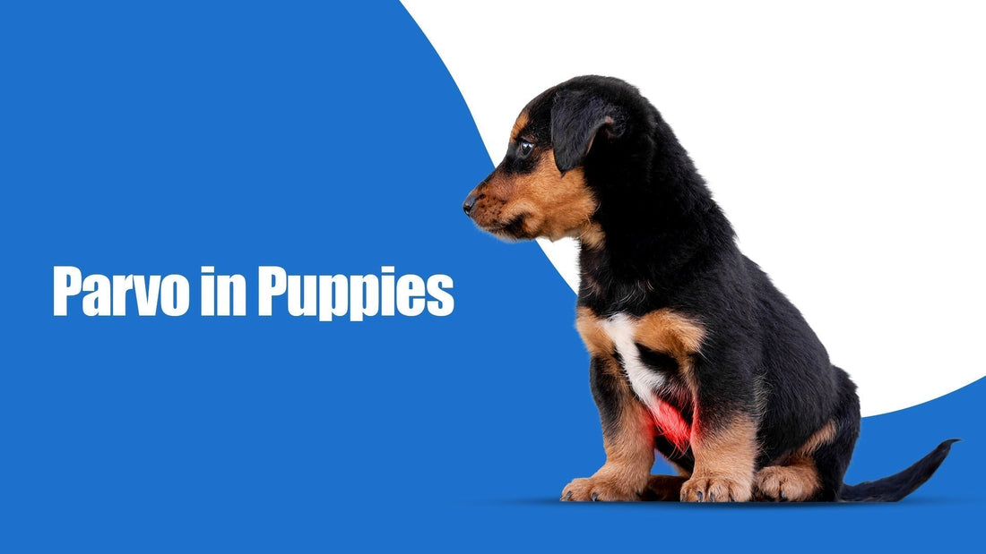 parvovirus-in-dogs