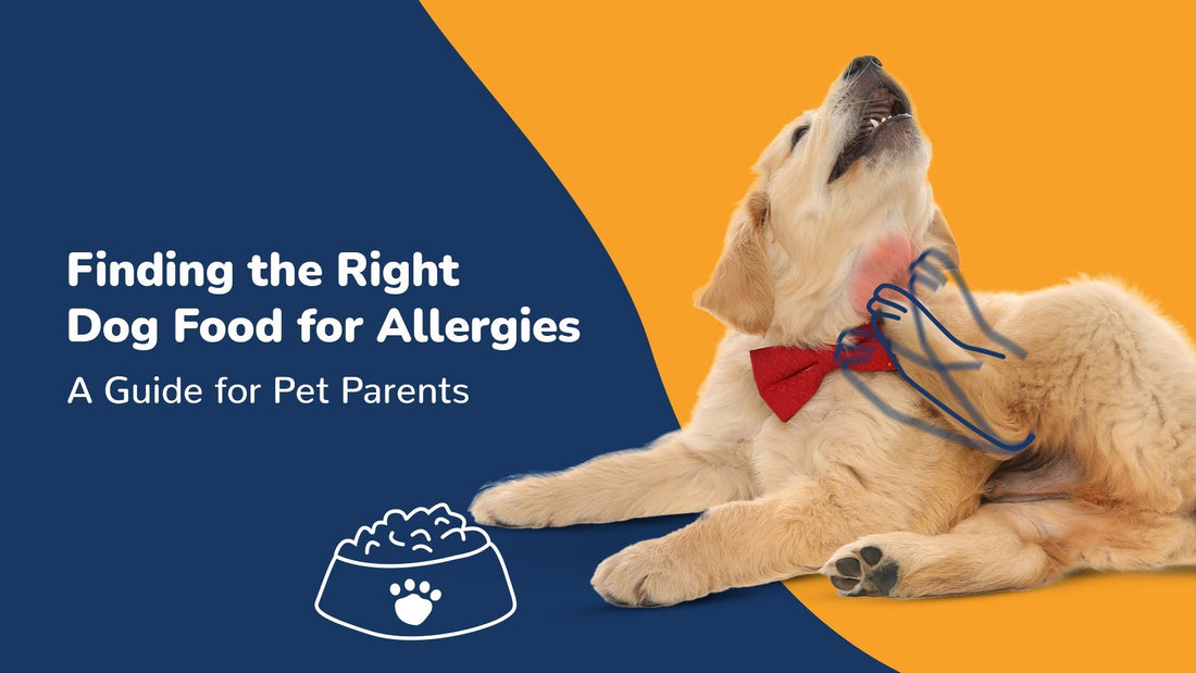 how-to-choose-dog-food-for-allergies