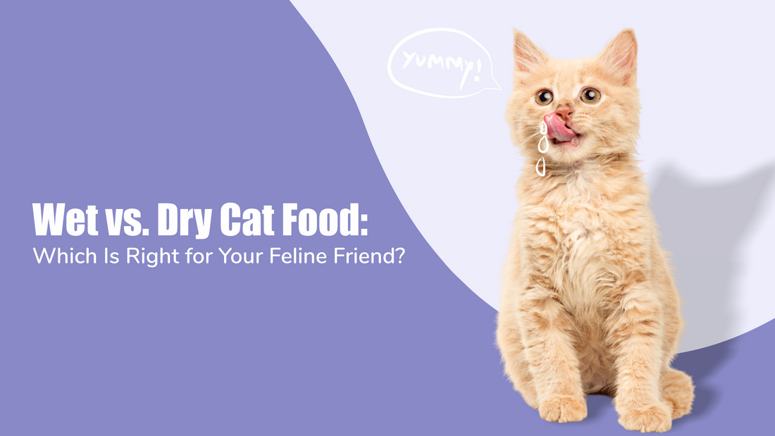 wet-vs-dry-cat-food-guide