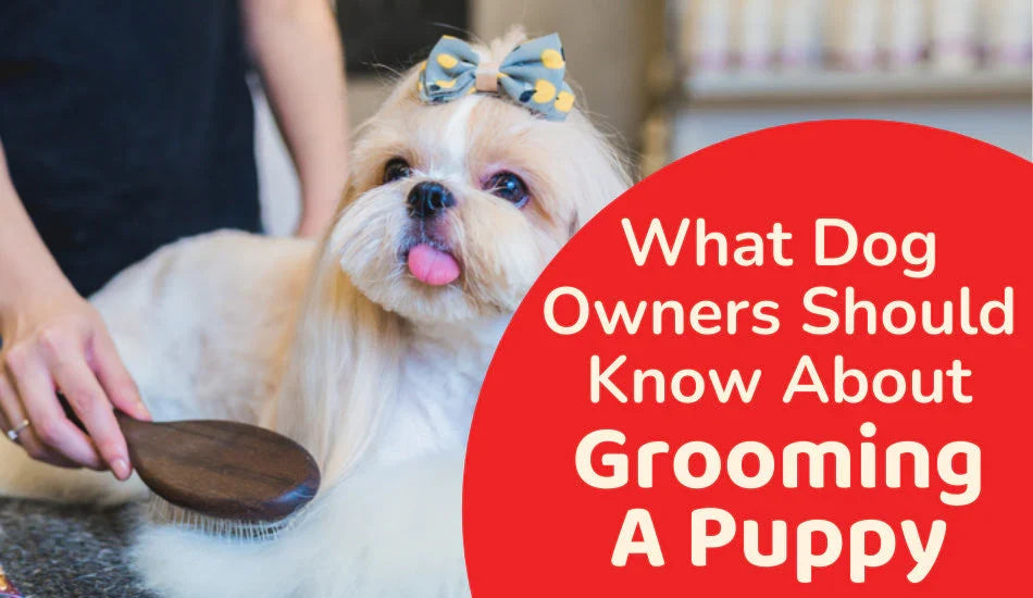 what-dog-owners-should-know-about-grooming-a-puppy