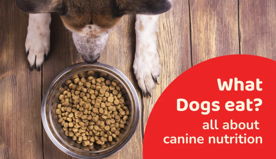 what-dogs-eat-all-about-canine-nutrition