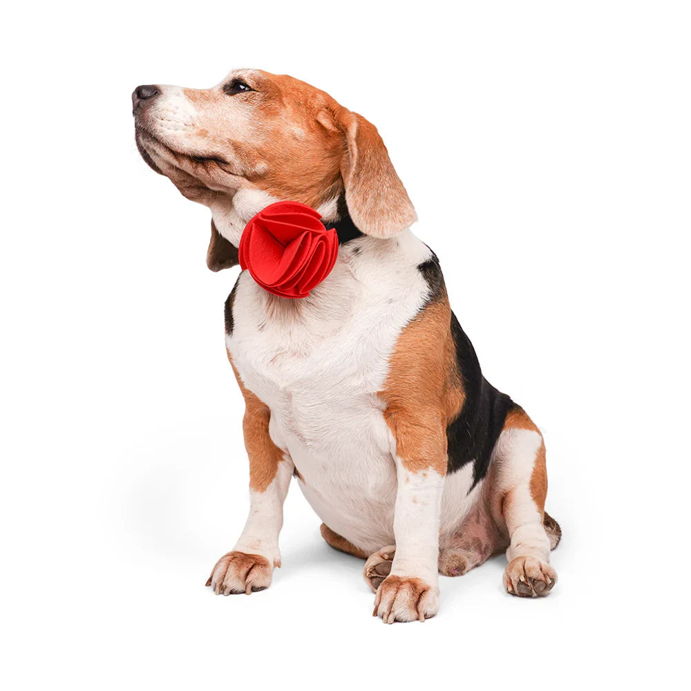 ZL Ruby Rose Dog Bow Tie - Zigly
