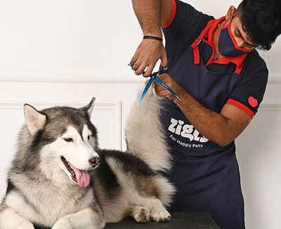 Breed Specific Haircut