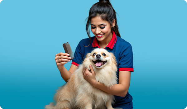 Woman grooming a dog with a brush against a blue background