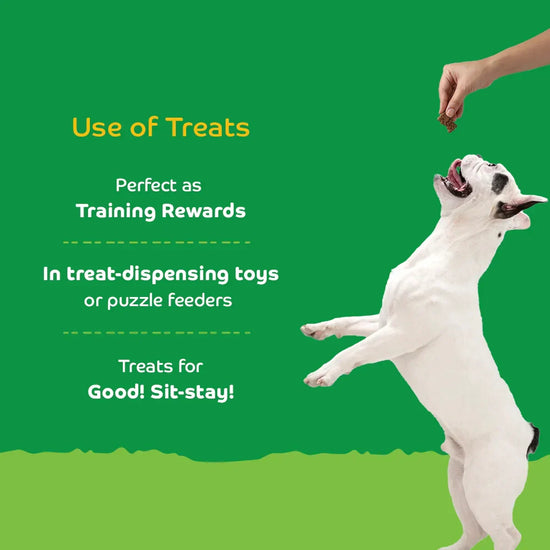 Applod Pumpkin Dog Biscuit with Turmeric - 25g (Sample) - Zigly