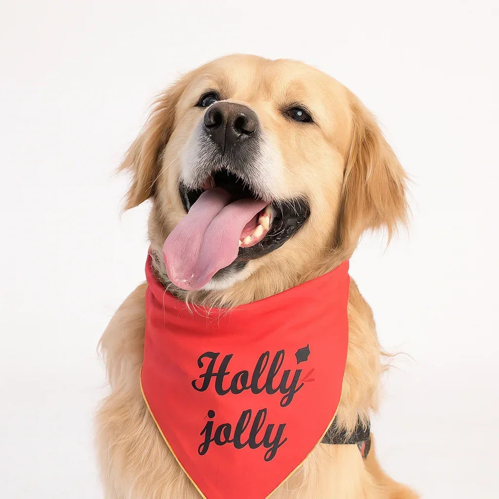 Golden retriever dog wearing a red bandana with 'Holly jolly' text and zigly design