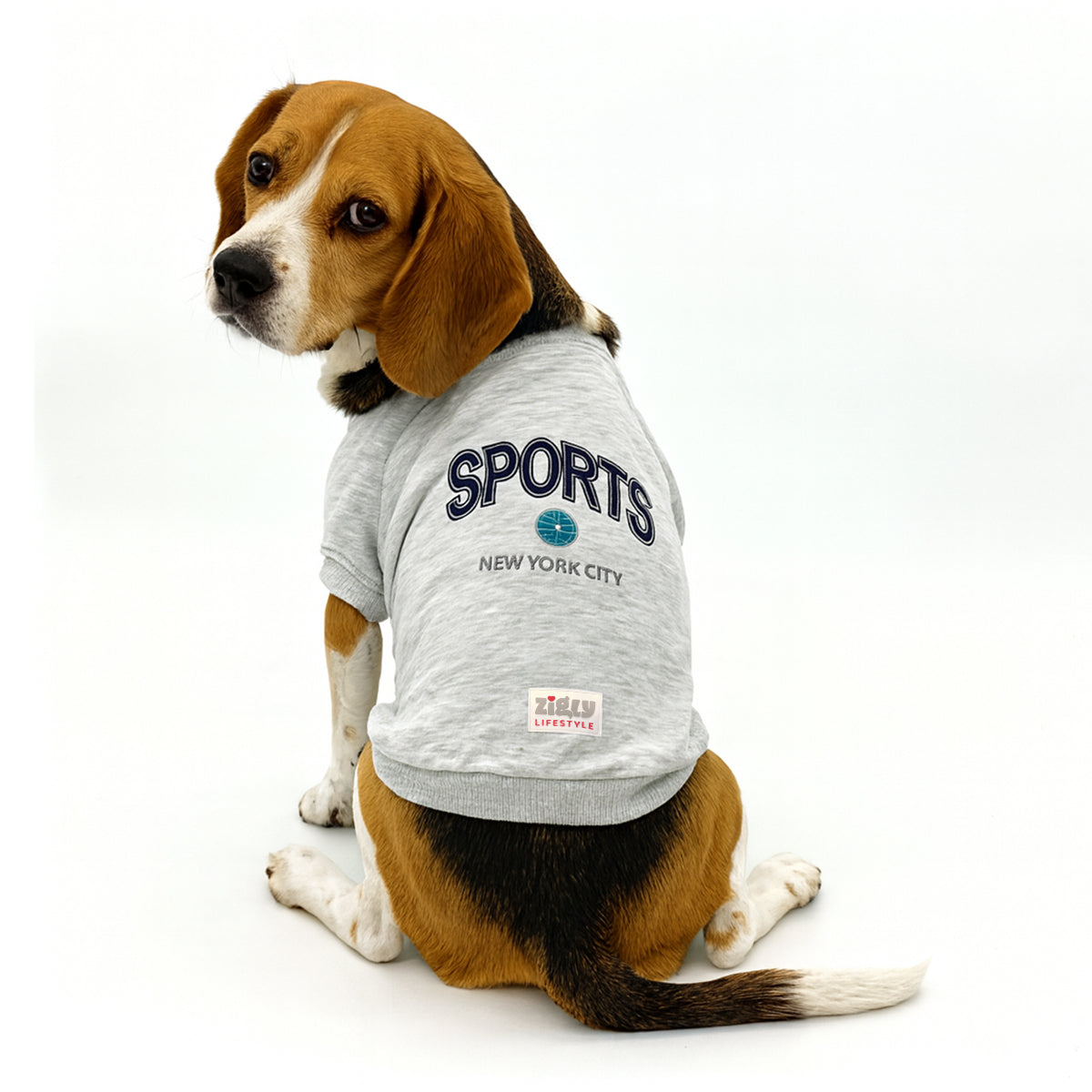 Beagle dog wearing gray sports sweatshirt with New York City and zigly lifestyle logo