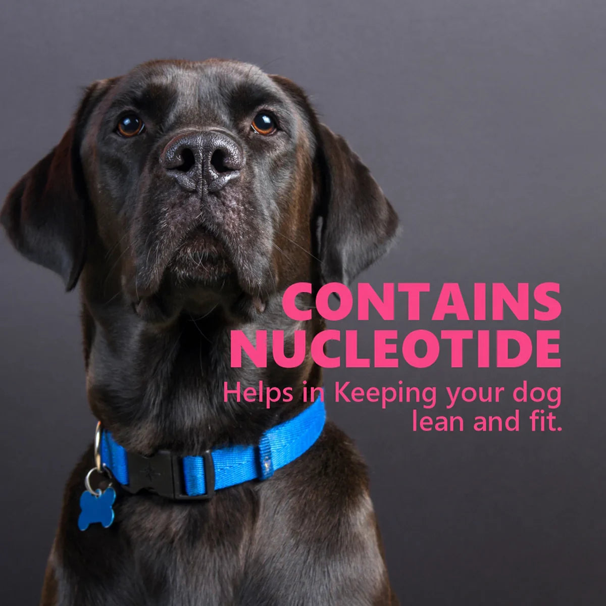 Gnawlers Howbone Dog Snack Mini 30-in-1 Milk Dog Treat  270g - Zigly