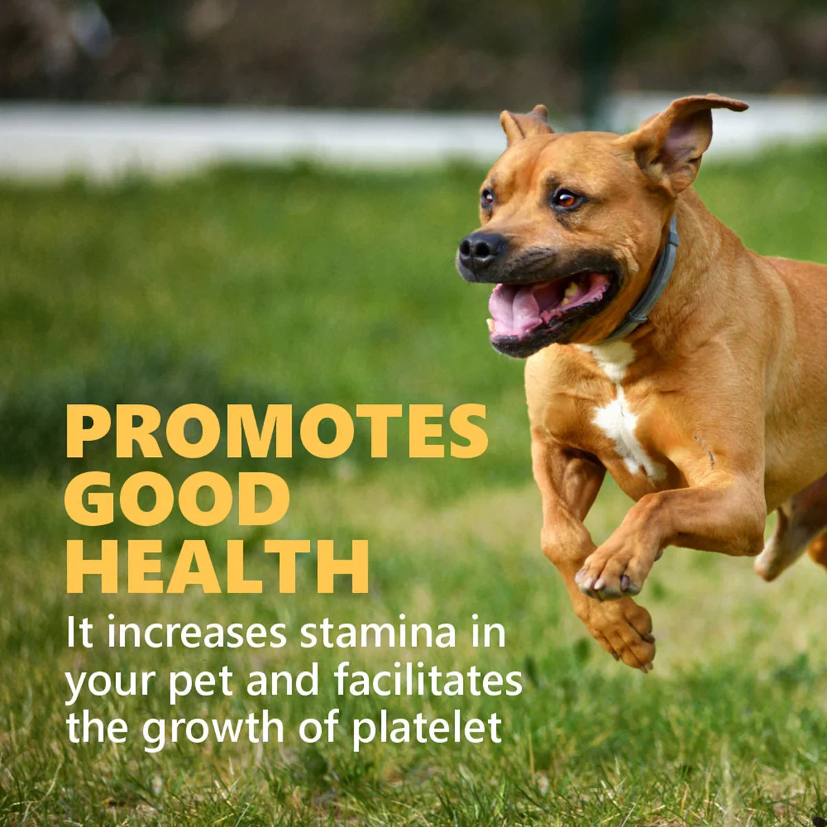 Gnawlers Calcium Chicken Sticks No Meat with Added Calcium Dog Dental Treat - 270g - Zigly