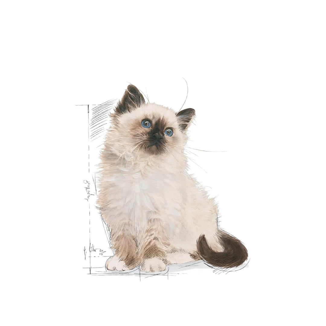 Royal Canin Kitten 36 Dry Cat Food - All Breed - 2kg - Zigly