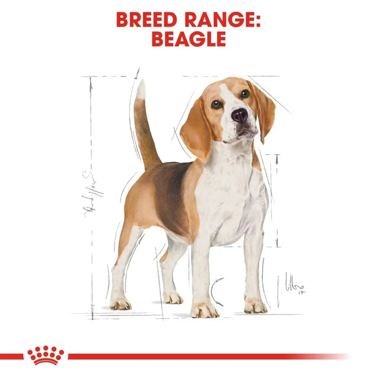 Royal Canin Beagle Adult Dry Dog Food - Zigly