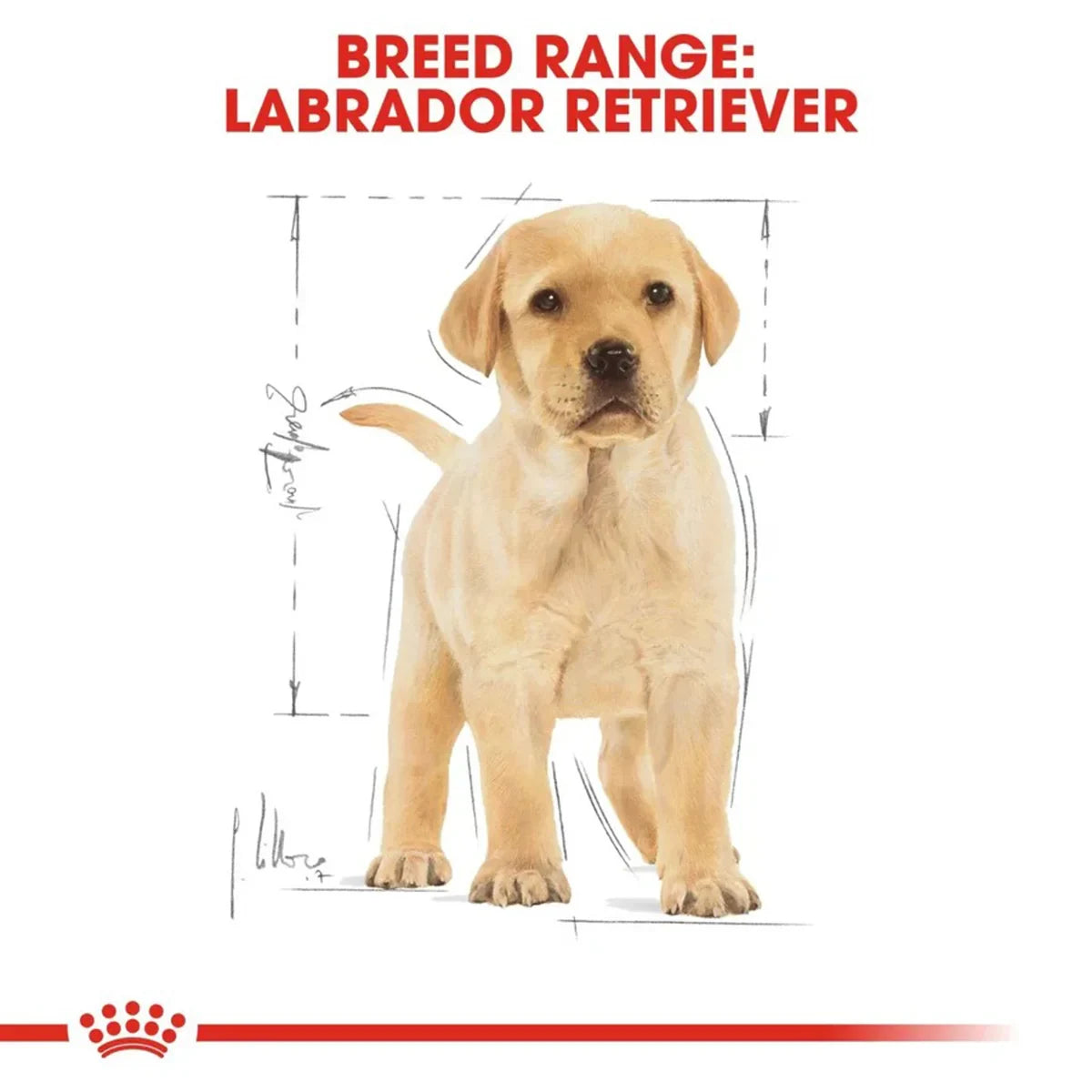 Royal Canin Labrador Retriever Puppy Dry Dog Food - Zigly