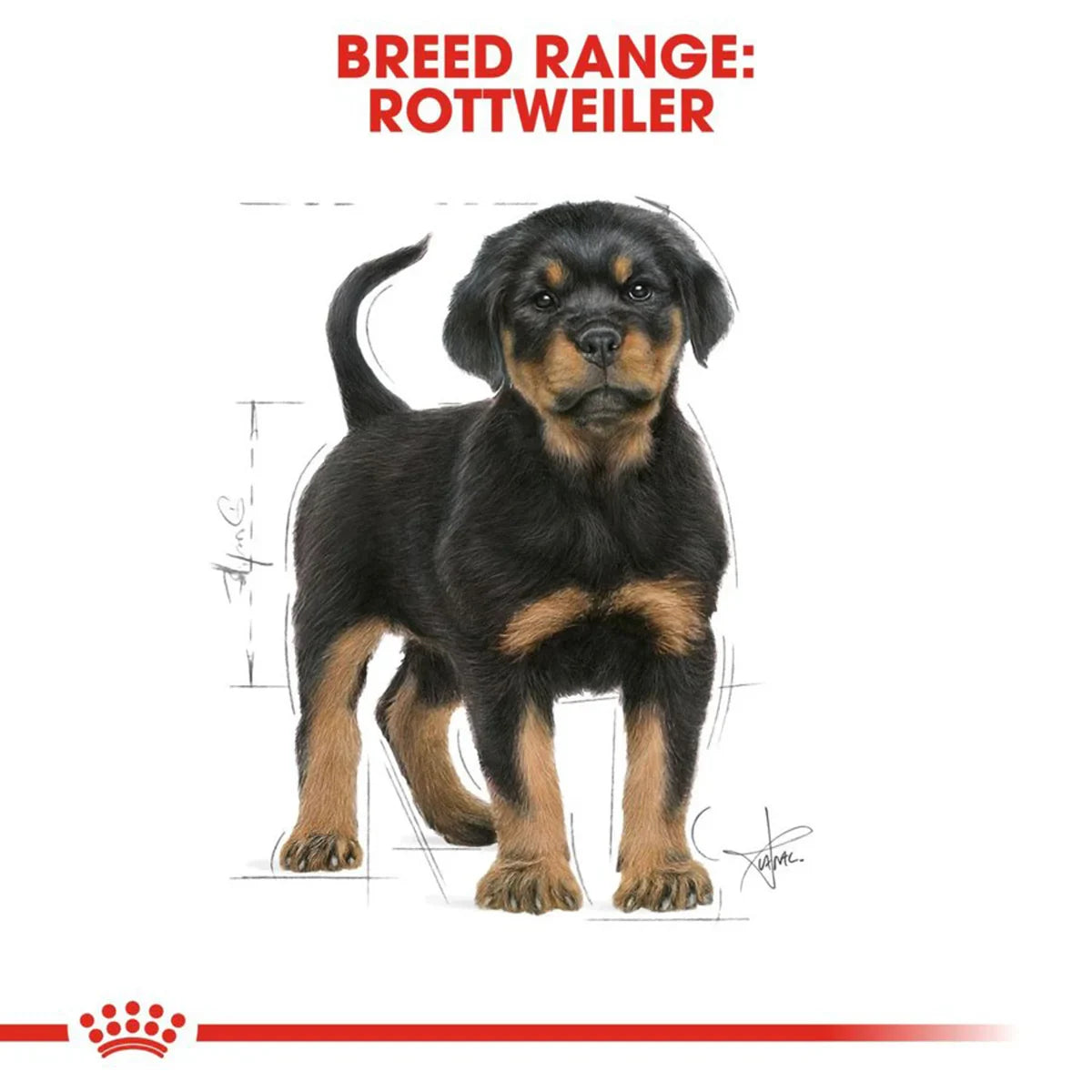 Royal Canin Rottweiler Puppy Dry Dog Food - Zigly