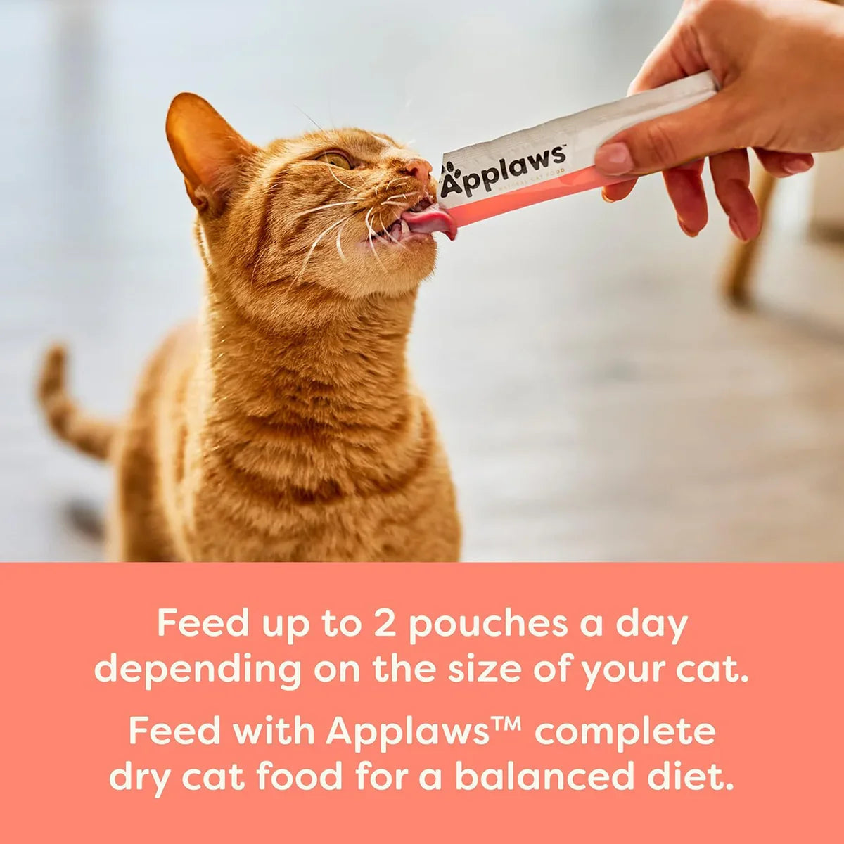 Zigly ginger cat licking Applaws treat from tube, indoor, pet food nutrition focus