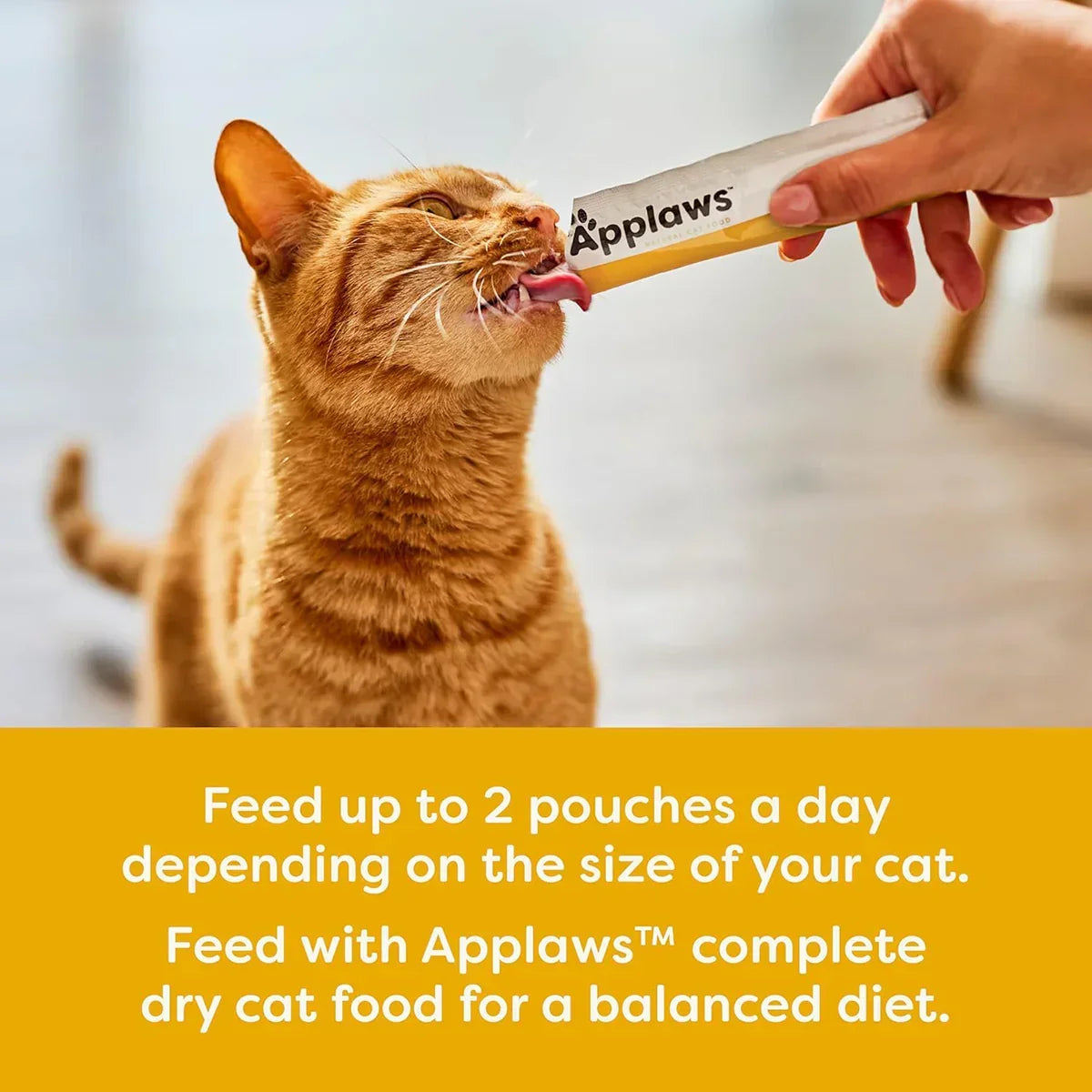 Zigly ginger cat licking Applaws puree treat from tube, indoor feeding, cat snack