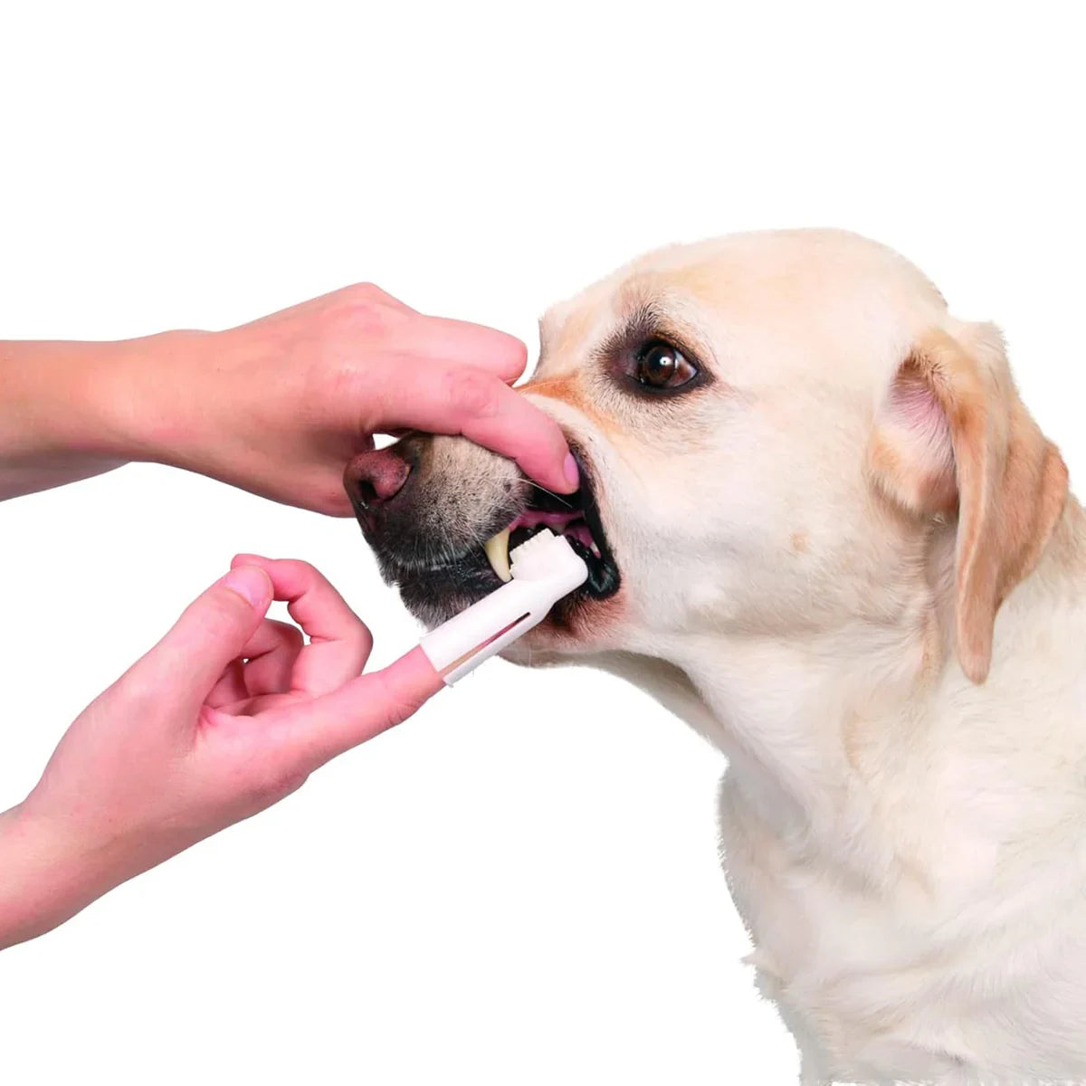 Trixie Toothbrush Set for Dog/Cat - 6cm - 2pcs - Zigly