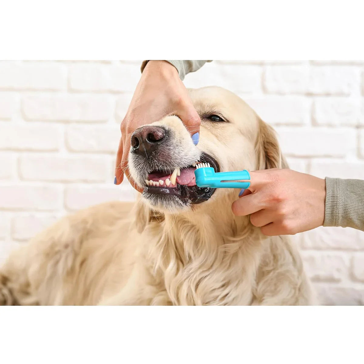 Trixie Toothbrush Set for Dog/Cat - 6cm - 2pcs - Zigly