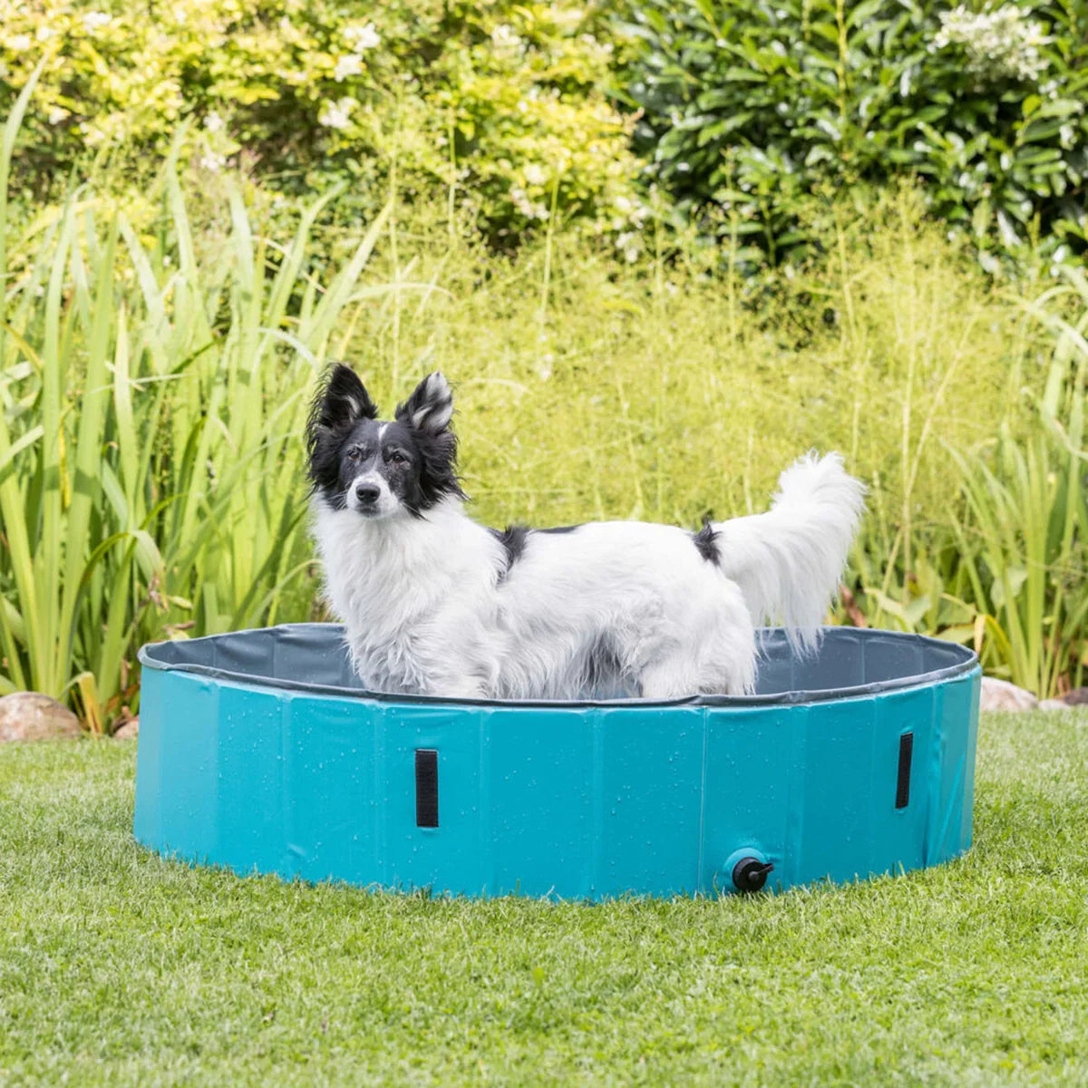 Black and white dog standing in blue portable dog pool on green lawn with garden backdrop zigly