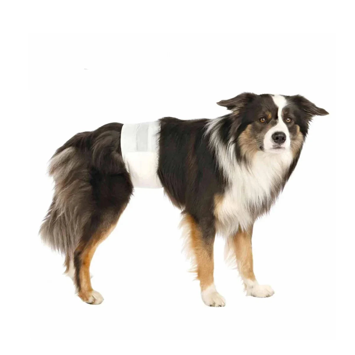 Trixie Disposable Diapers for Male Dog-12 Diapers - Zigly