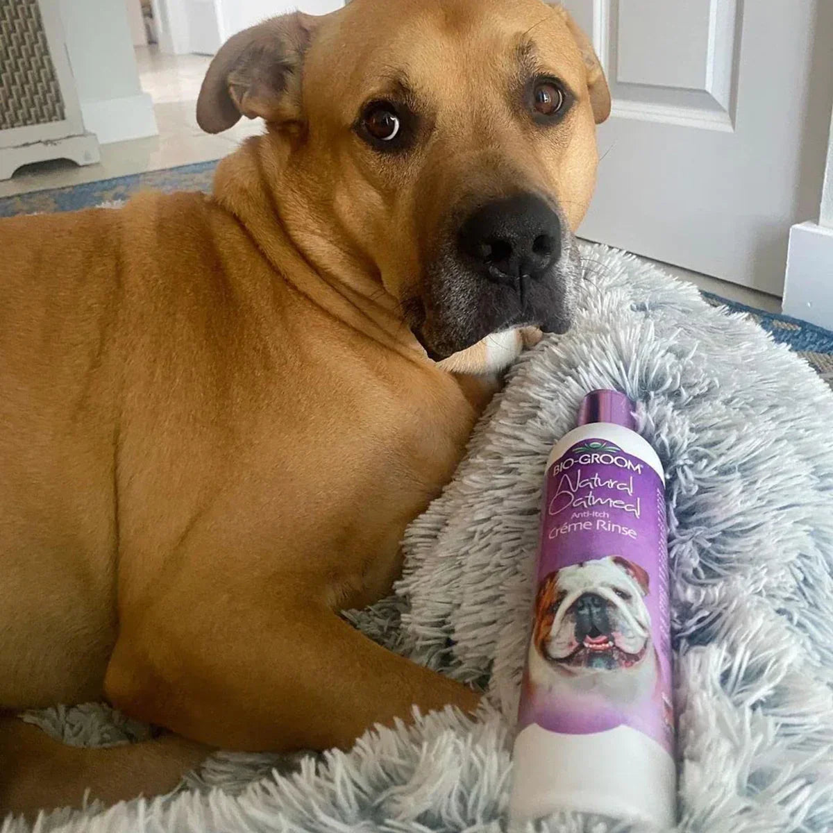 Bio-Groom Natural Oatmeal Anti-Itch Creme Rinse Dog Conditioner - 355ml - Zigly