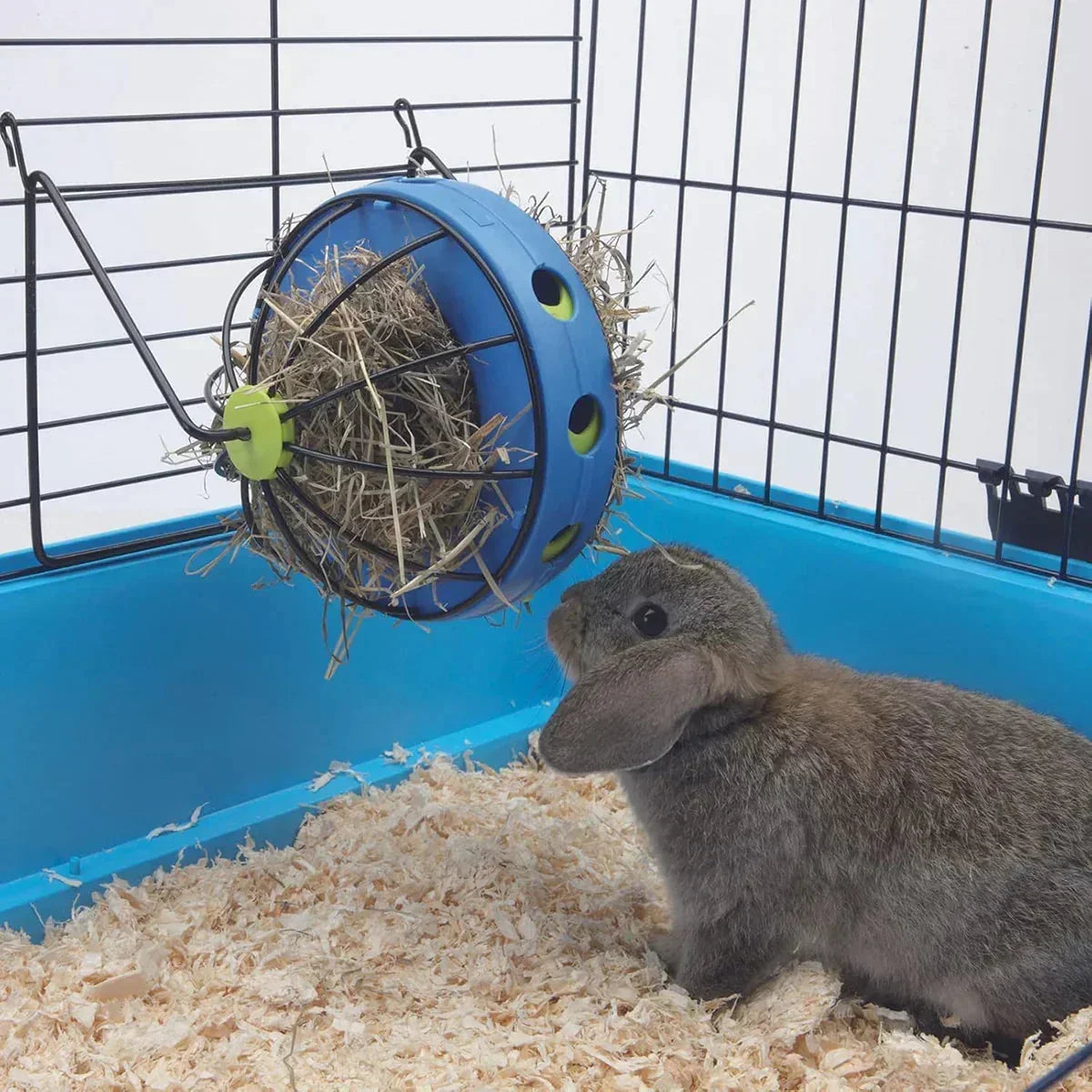 Zigly small brown rabbit in blue cage with hanging blue hay feeder filled with hay