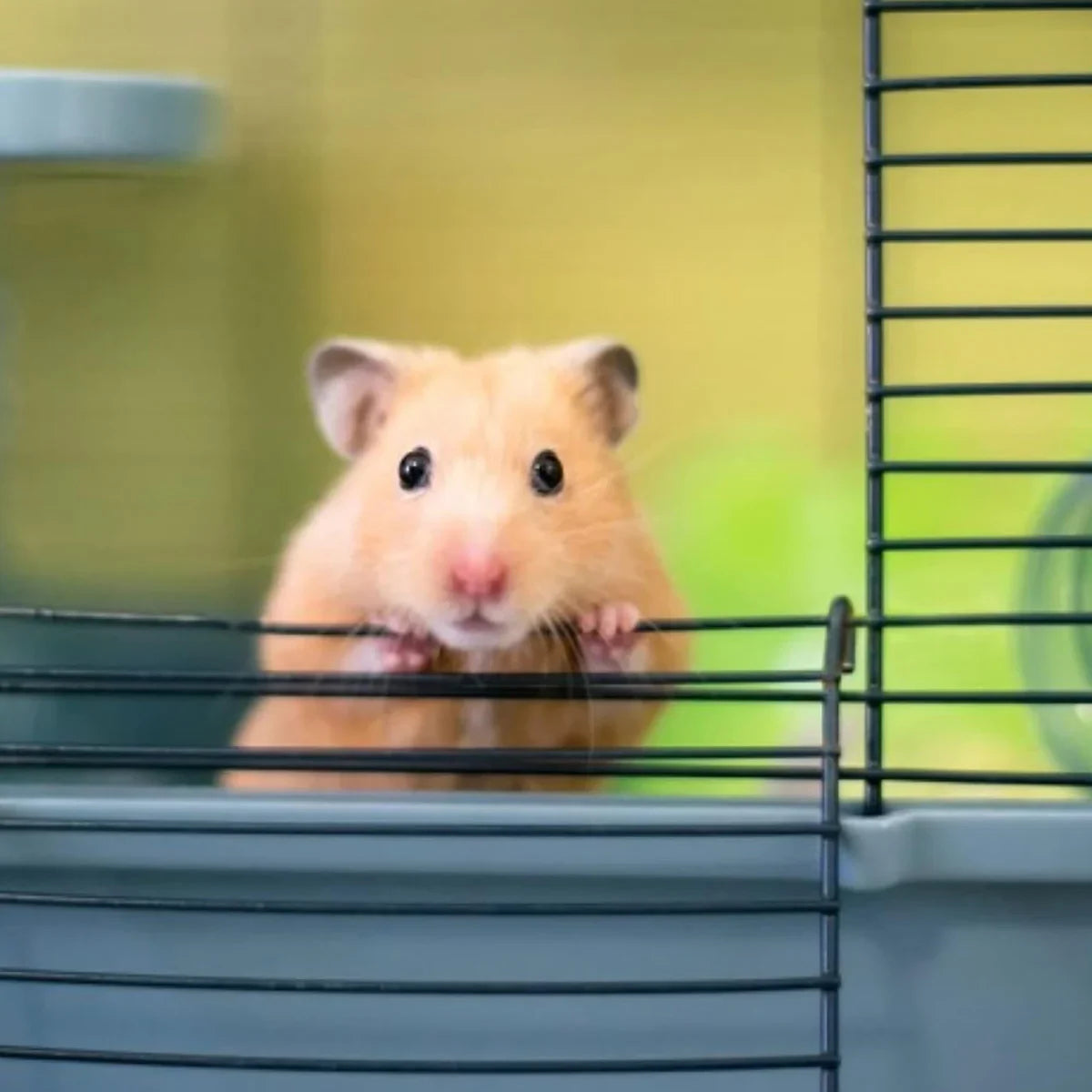 Savic Triple Hamster & Guniea Pigs Cage, 19 x 12 x 14 inch - Zigly