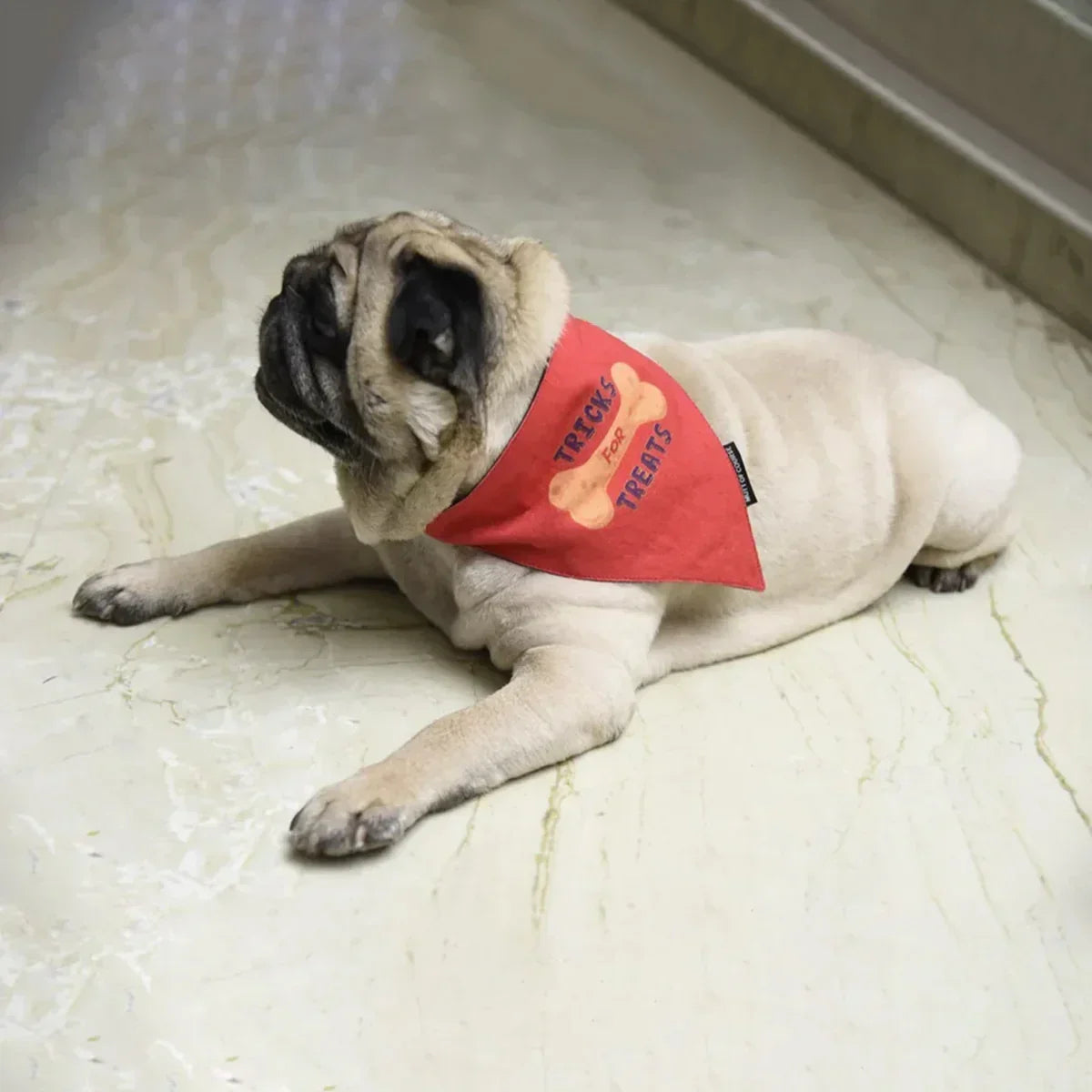 Mutt Of Course Dog Bandana - Tricks for Treats - Zigly