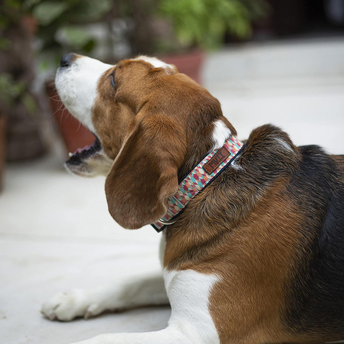 Mutt Of Course Candy Barr Collar Denim - Zigly