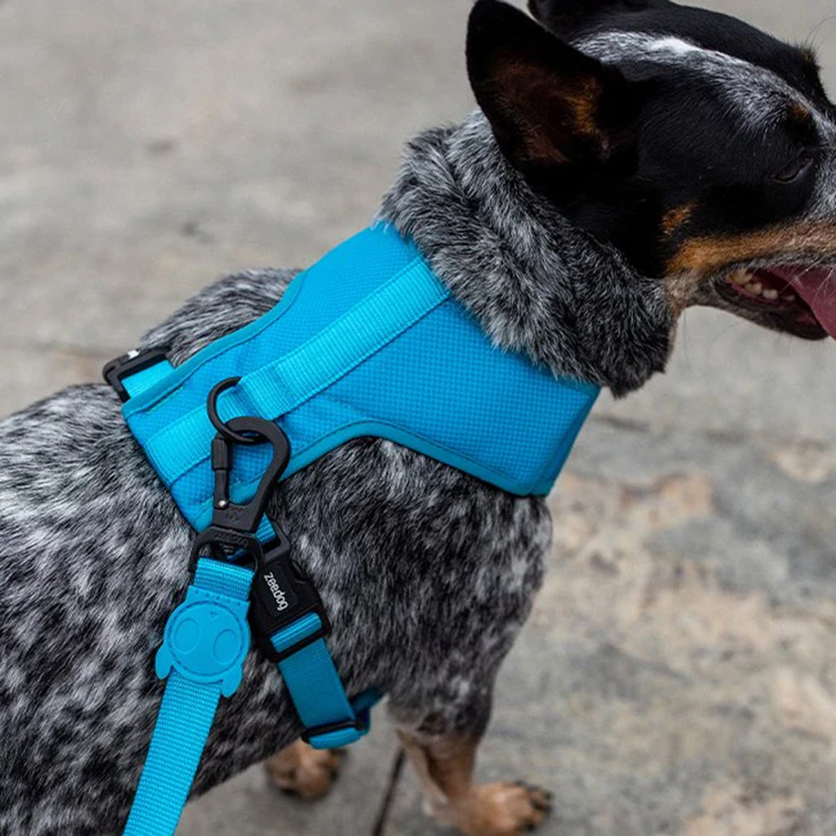 ZeeDog Leashes for Dogs - Ultimate Blue Small