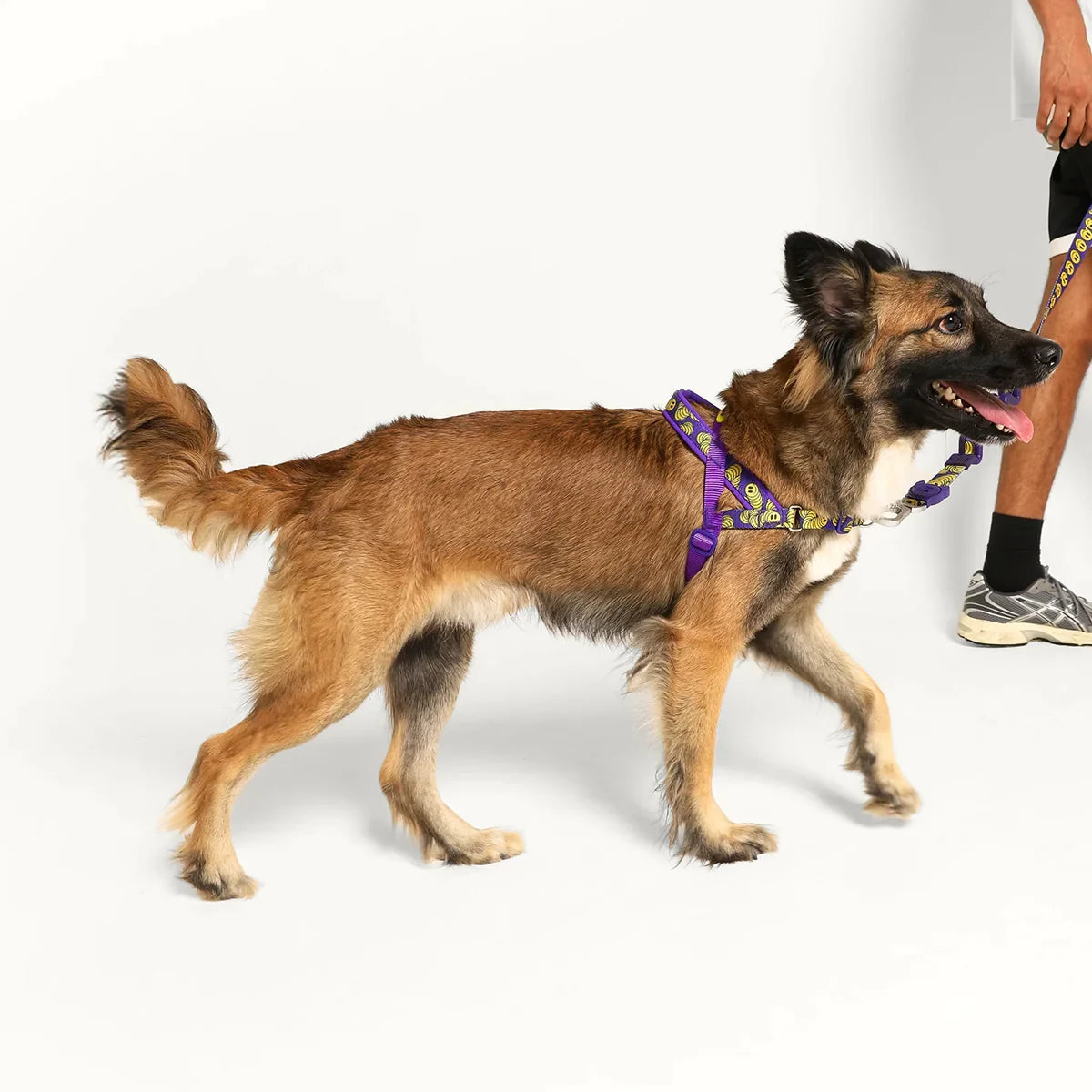 Zee Dog Zmiley Softer-Walk Dog Harness - Zigly
