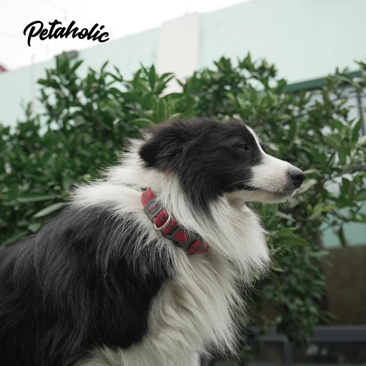 Petaholic Sports Series Dog Collar-Maroon - Zigly