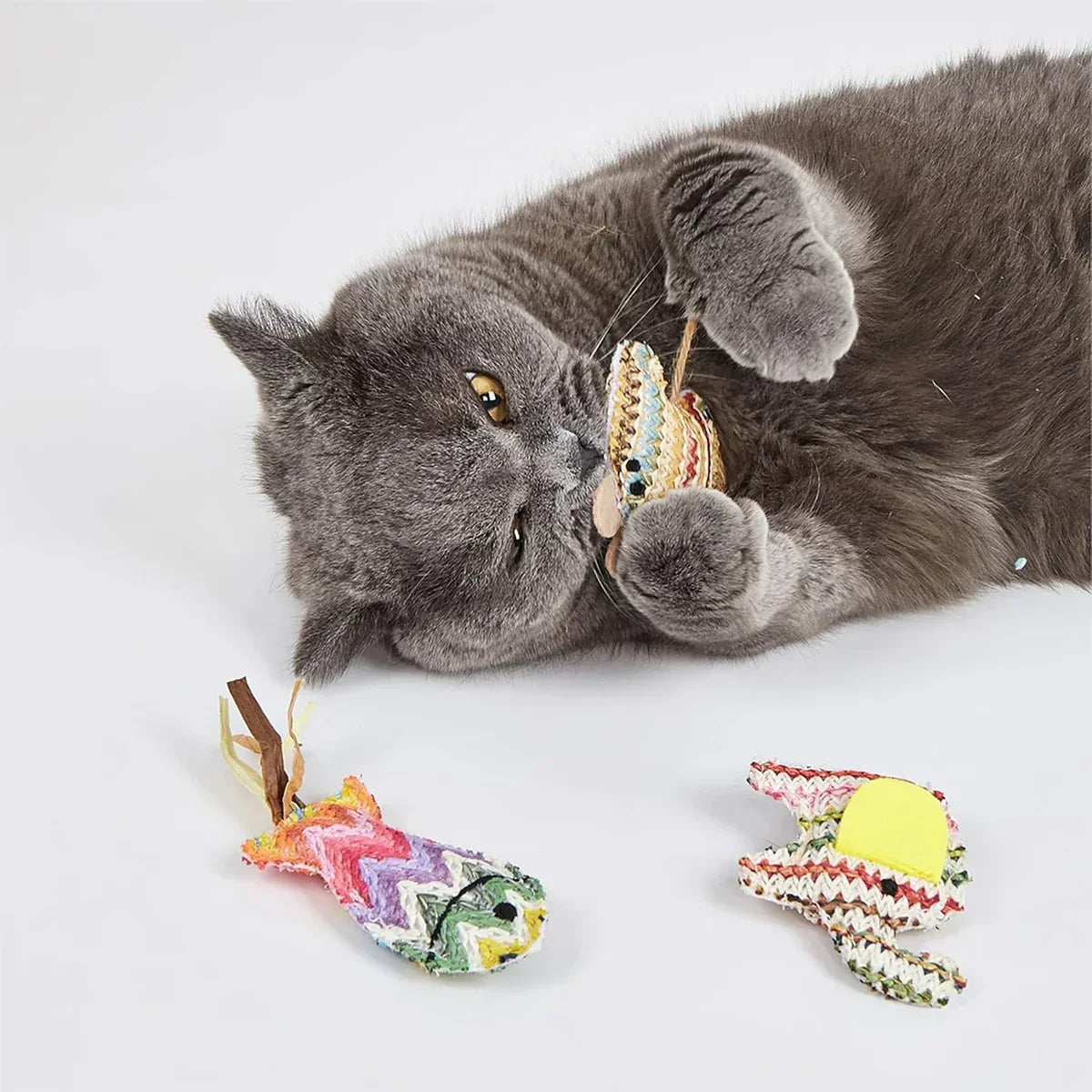 Zigly gray cat playing with woven fish-shaped cat toys on white surface