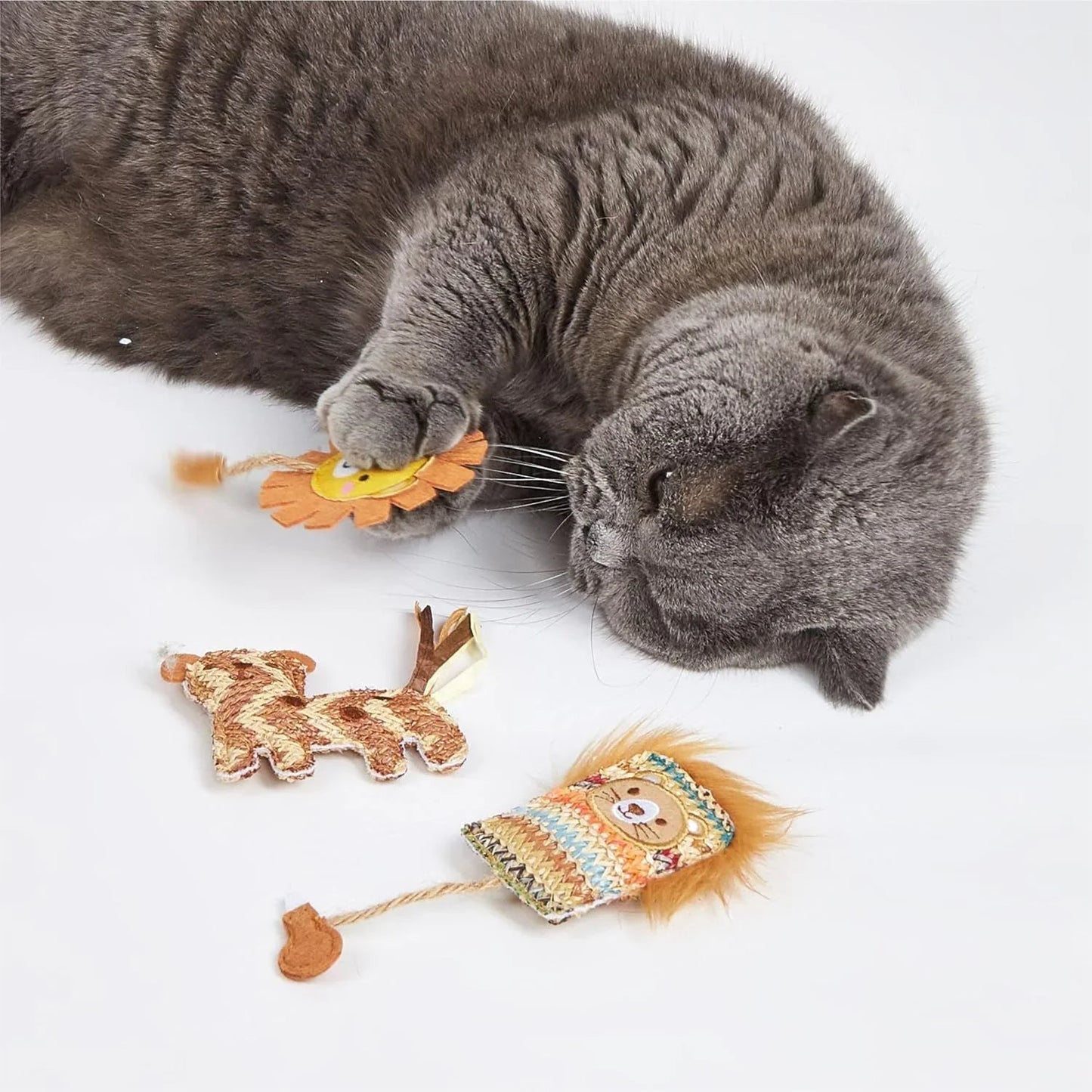 Gray cat playing with colorful fabric cat toys on white background, zigly pet play