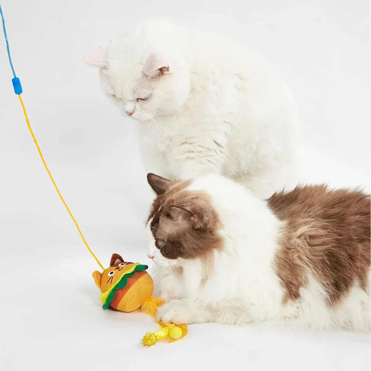 Two fluffy cats playing with a colorful zigly cat toy on a white background