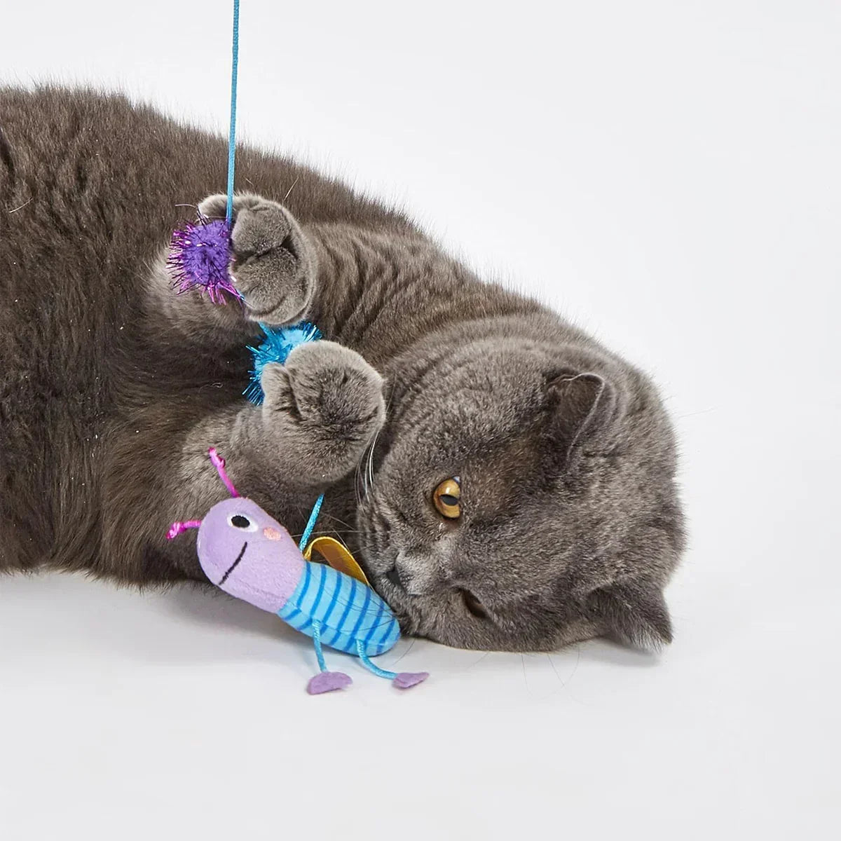 Gray British Shorthair cat playing with colorful toy and string, zigly pet entertainment