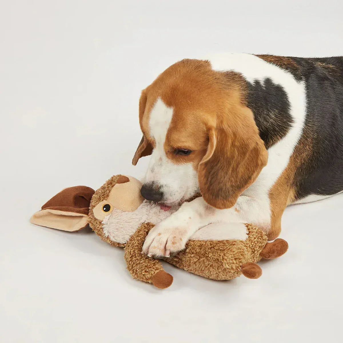 Beagle dog playing with brown plush bunny toy on white background zigly