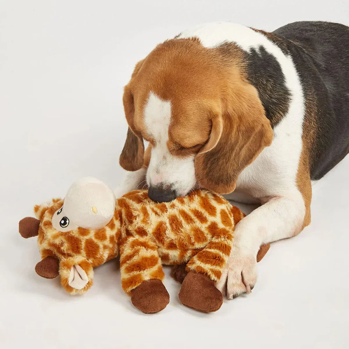 Beagle dog playing with plush giraffe toy on white background zigly